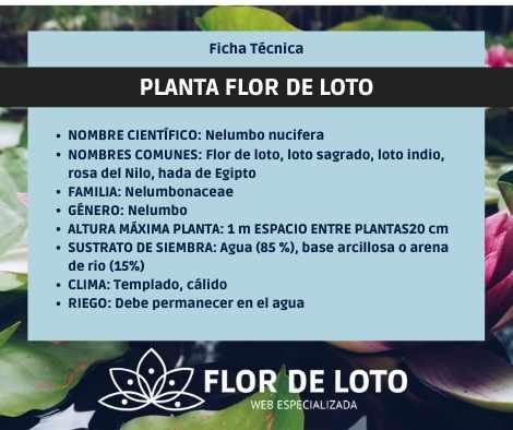 Ficha técnica de cultivo y cuidados de la Flor de loto o Nelumbo nucífera