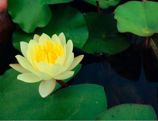Flores naturales de Loto - Planta acuativa considerada hermosa y sagrada en muchas culturas. 