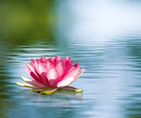 Una Flor de Loto flotante - Descubre su significa aquí en la web de la Flor de Loto