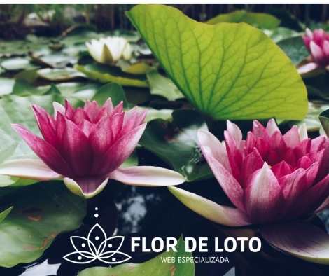 Cultivar flor de loto desde la semillas