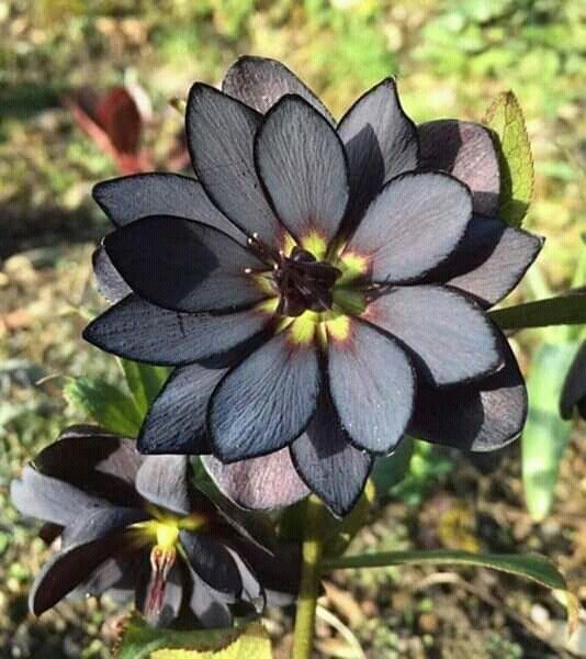 Falsa flor de loto negra 