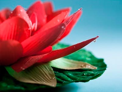  Flor de Loto color rojo fuego y Su significado