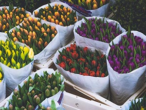 Significado de regalar flores según su tipo y colores. Tulipanes de colores, descubre el significado de estas flores aquí