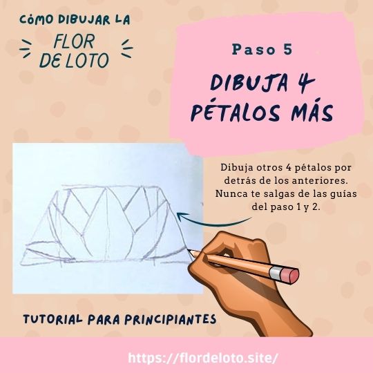 Dibujo de la flor de loto en el tutorial paso 5