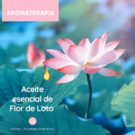 Aceite esencial de Flor de Loto y usos en Aromaterapia