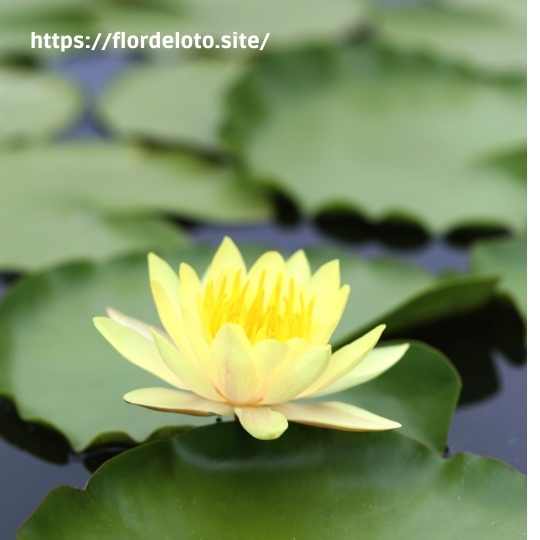 Un Flor de Loto Amarilla en un estanque