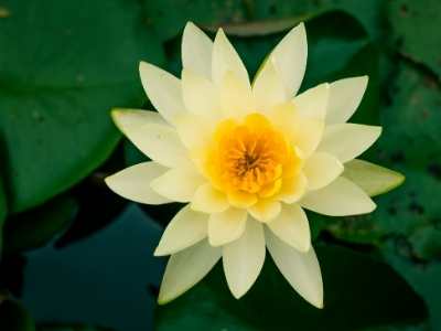 Flor de loto amarilla - El significado