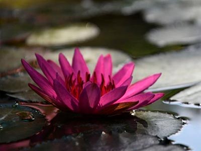 flor de loto morada y su significado