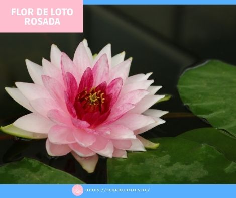 Significado de la flor de loto rosada
