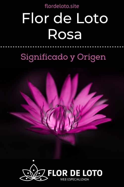 La flor de loto rosa o rosada y su significado