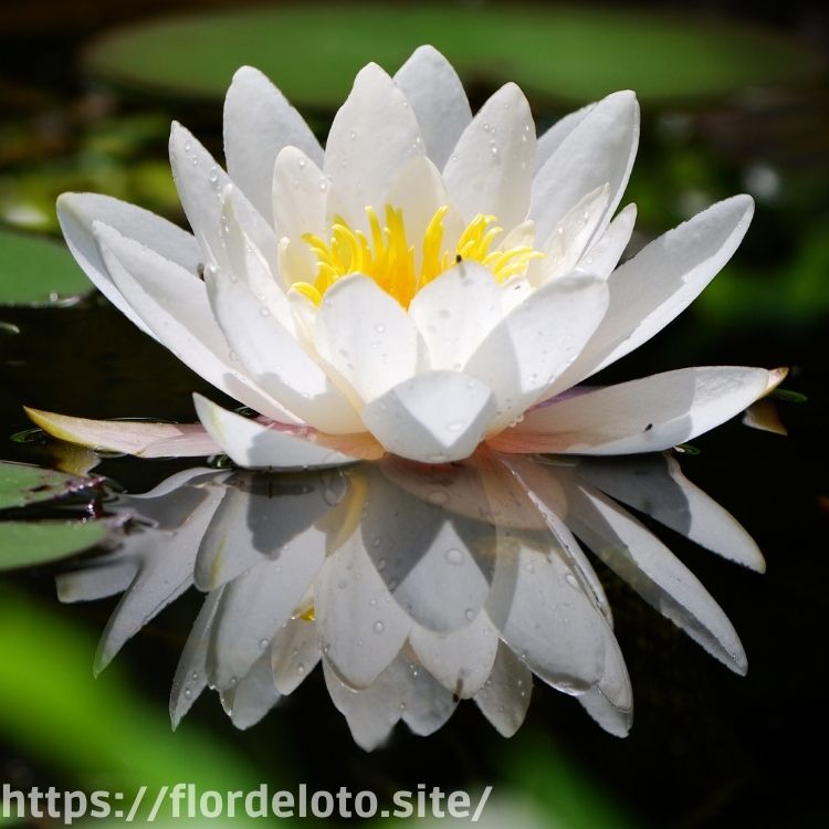Hermosa flor de loto blanca en un estanque