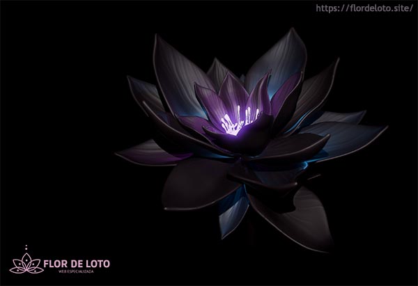La flor de loto negra y su significado
