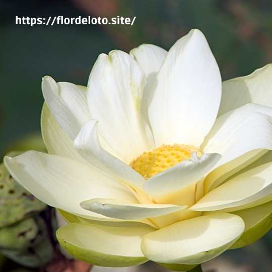 Flor de Loto Amarilla Nenumbo Lutea o flor de loto americana