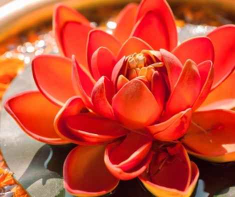 flor de loto roja