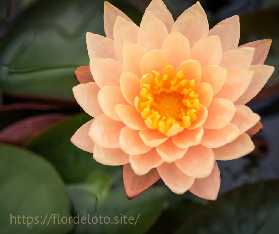 flor de loto naranja