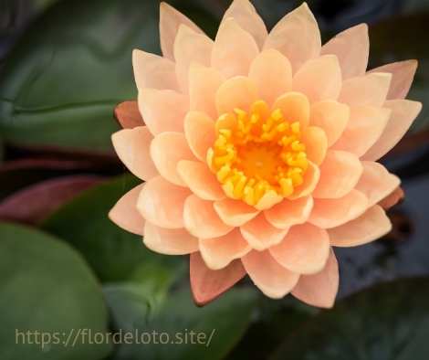 flor loto color naranja