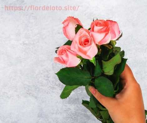 Un ramo de 5 rosas rosas tiene significado: amor, pasión y gratitud. 