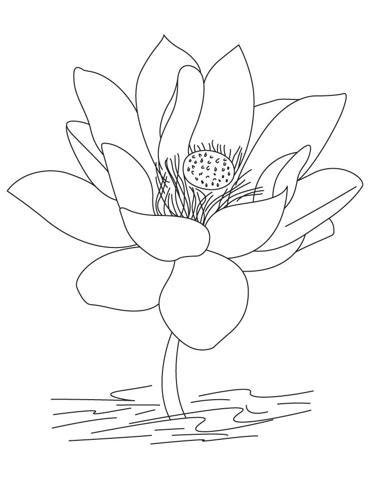 Dibujo de flor de loto para colorear simple