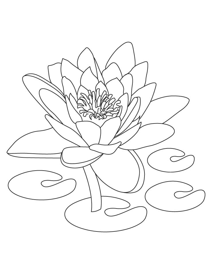 Dibujo de flor de loto para colorear 