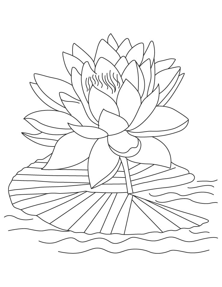 ilustración de flor de loto para colorear