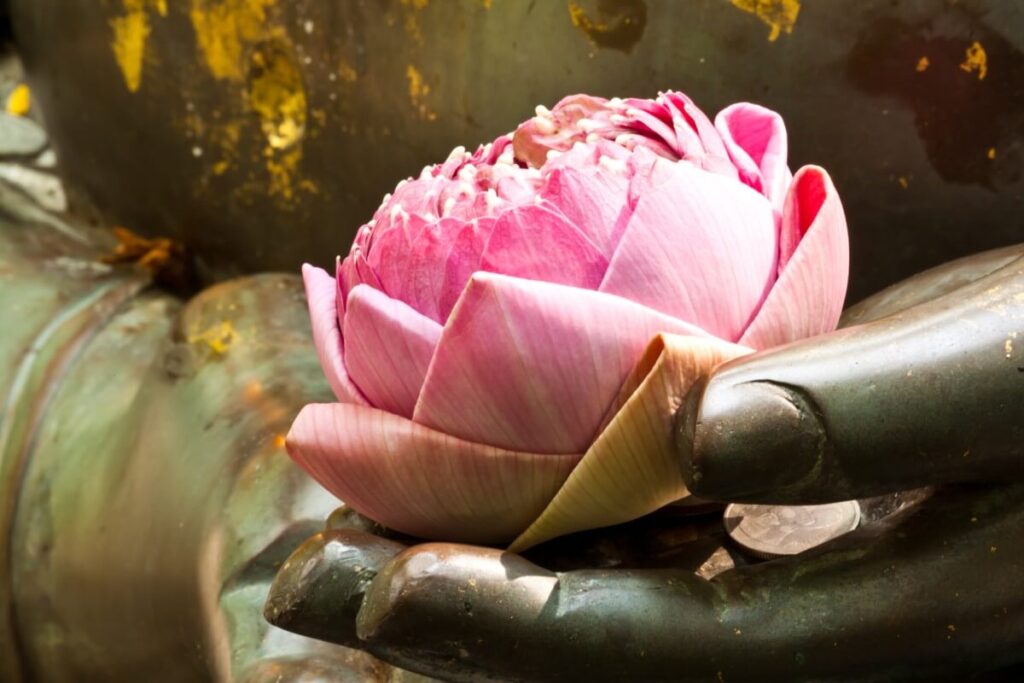 Los colores de la flor de loto y su significado en el budismo