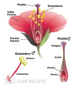 Características de la flor de loto