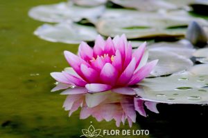 La flor de loto