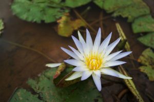 Flor de loto Blanca