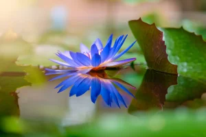 Flor de loto Azul